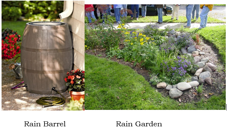 rain barrel garden