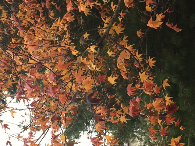 Sweetgum Leaves in Autumn