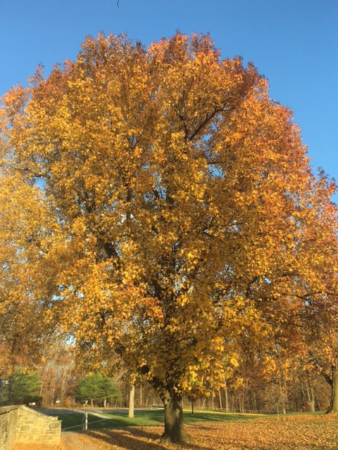 Sweetgum Tree in Autumn