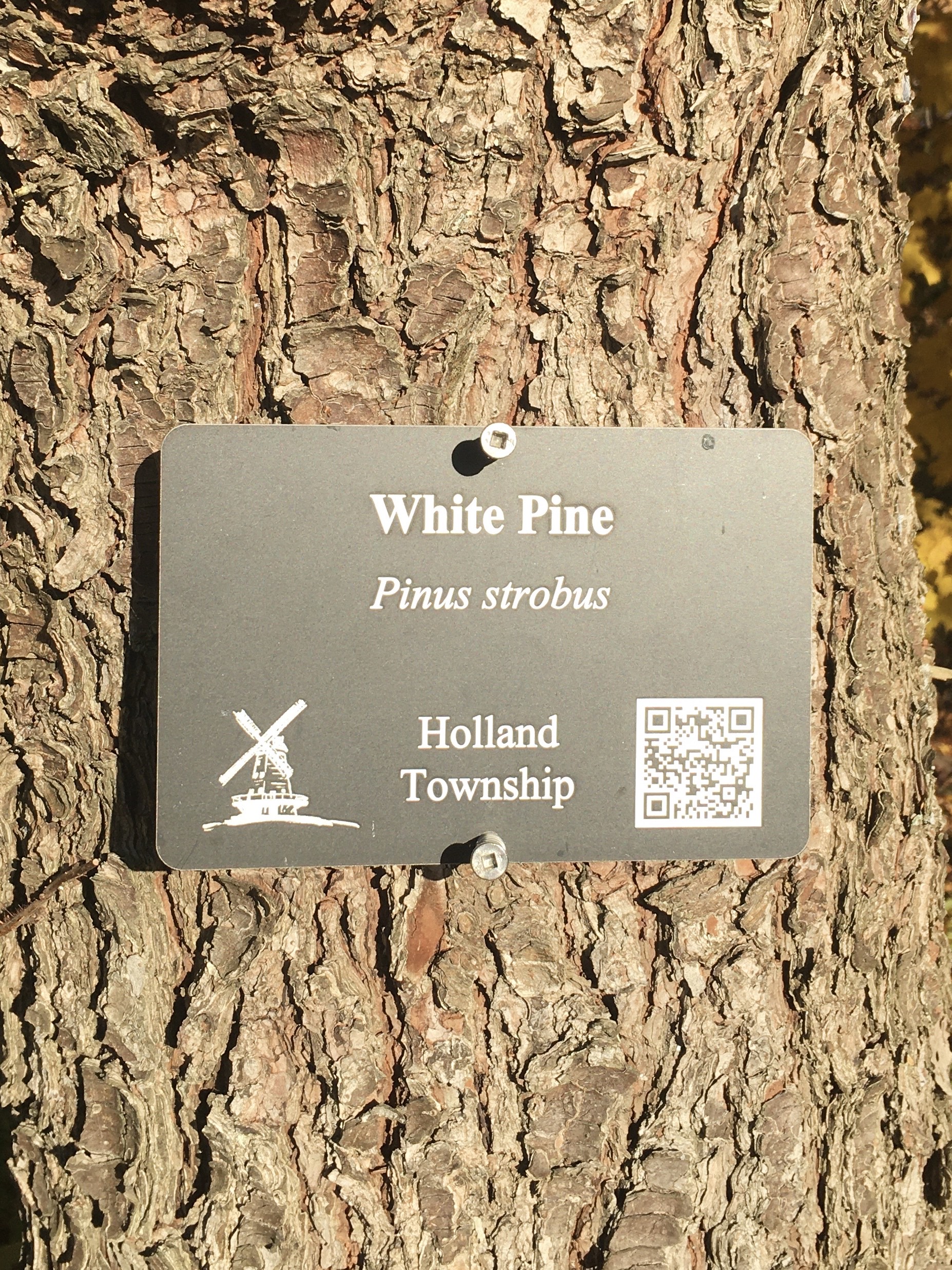 White Pine Sign